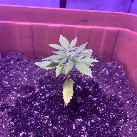 Bobby D’s Zkittlez growlog timeline photo