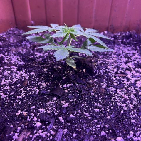 Bobby D’s Zkittlez growlog timeline photo