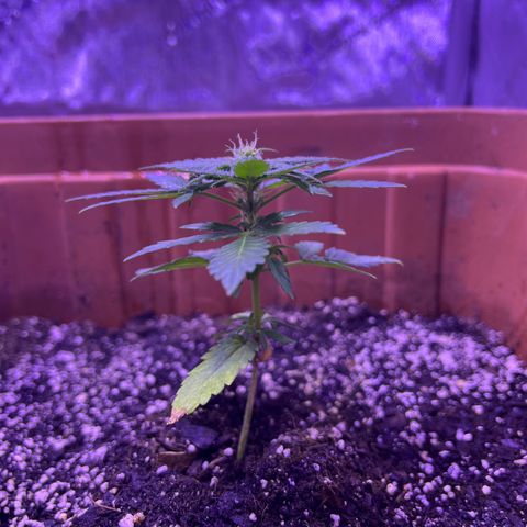 Bobby D’s Zkittlez growlog timeline photo