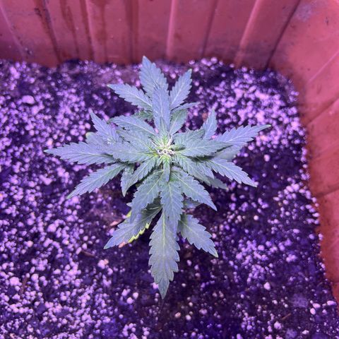 Bobby D’s Zkittlez growlog timeline photo
