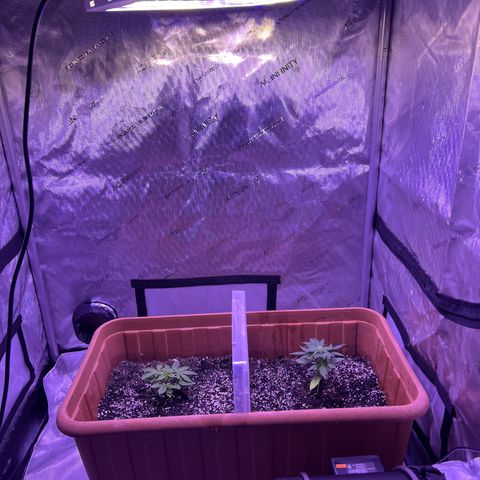 Bobby D’s Zkittlez growlog timeline photo