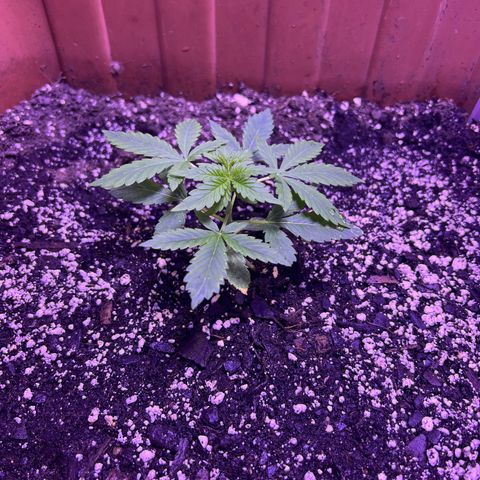 Bobby D’s Zkittlez growlog timeline photo