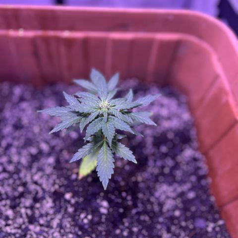 Bobby D’s Zkittlez growlog timeline photo