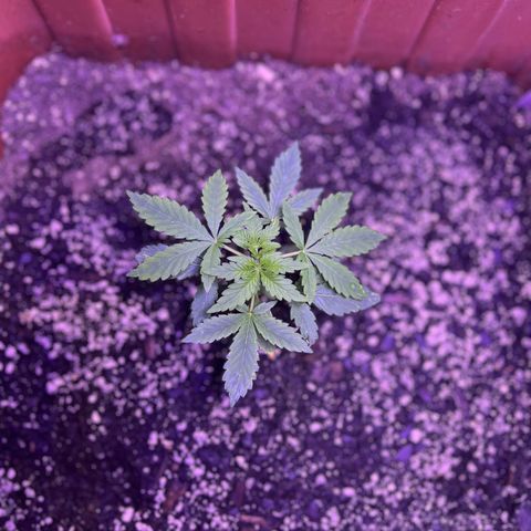 Bobby D’s Zkittlez growlog timeline photo