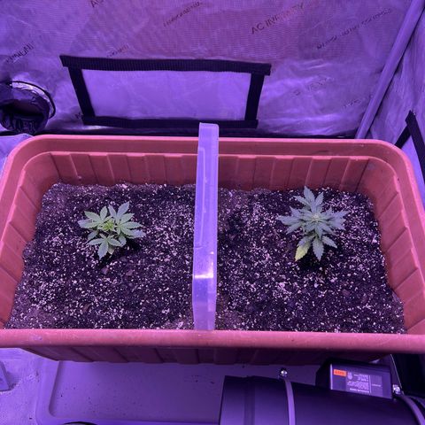 Bobby D’s Zkittlez growlog timeline photo
