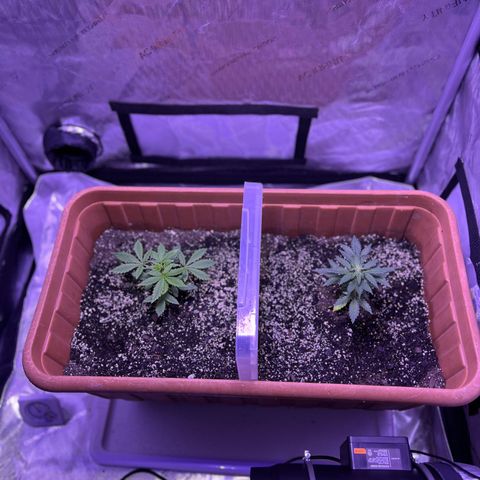 Bobby D’s Zkittlez growlog timeline photo