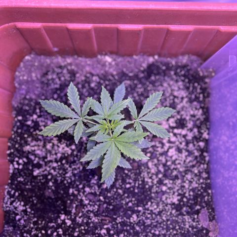 Bobby D’s Zkittlez growlog timeline photo