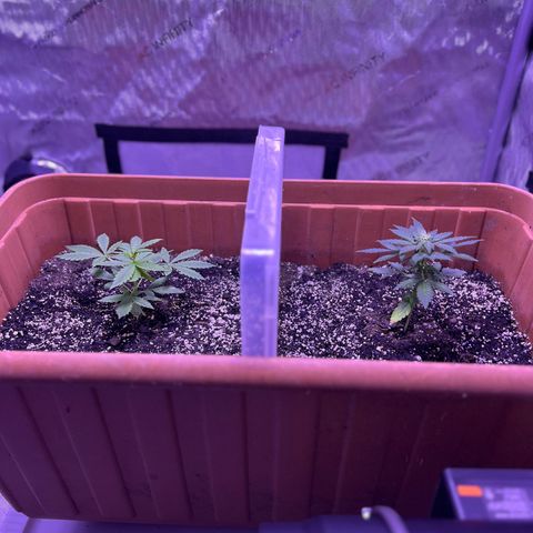 Bobby D’s Zkittlez growlog timeline photo