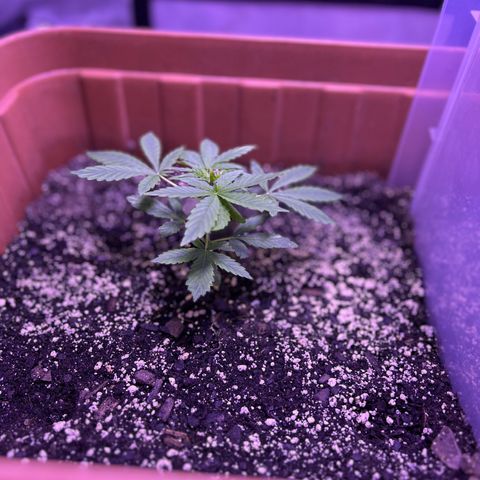 Bobby D’s Zkittlez growlog timeline photo