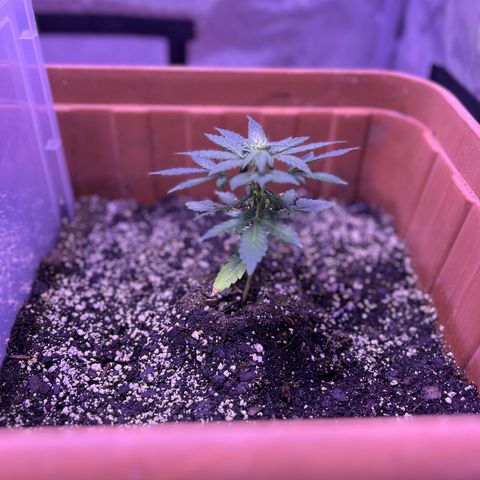 Bobby D’s Zkittlez growlog timeline photo