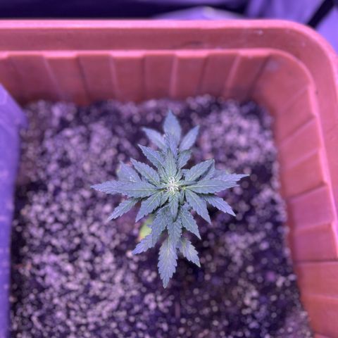 Bobby D’s Zkittlez growlog timeline photo