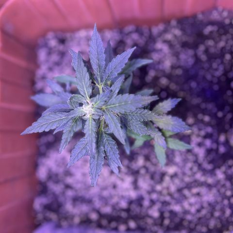 Bobby D’s Zkittlez growlog photo: Good growth since week one!