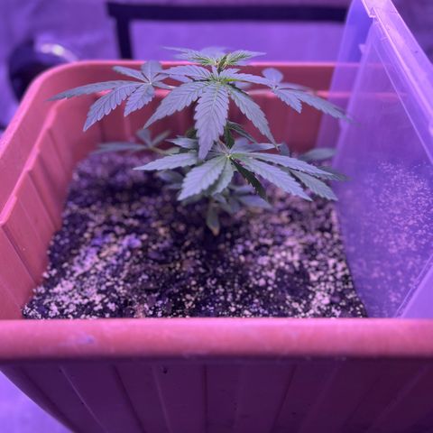 Bobby D’s Zkittlez growlog photo: Good growth since week one!
