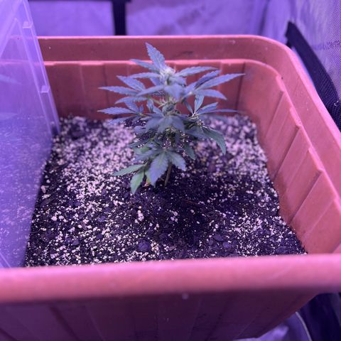 Bobby D’s Zkittlez growlog photo: Good growth since week one!