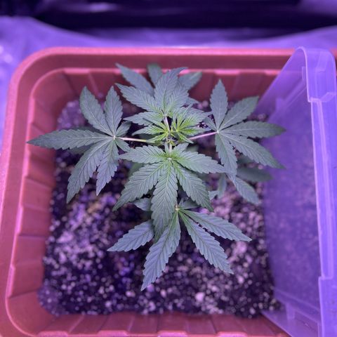 Bobby D’s Zkittlez growlog photo: Good growth since week one!