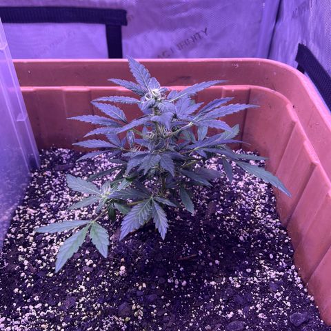 Bobby D’s Zkittlez growlog photo: Growing like a weed!