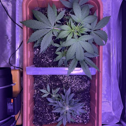 Bobby D’s Zkittlez growlog photo: Growing like a weed!