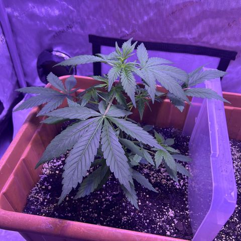 Bobby D’s Zkittlez growlog photo: Growing like a weed!