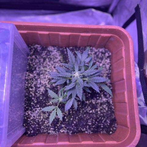 Bobby D’s Zkittlez growlog photo: Growing like a weed!