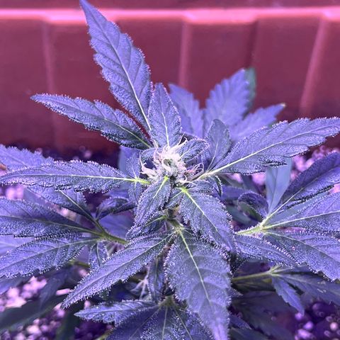 Bobby D’s Zkittlez growlog photo: Growing like a weed!