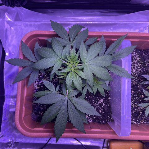 Bobby D’s Zkittlez growlog photo: Growing like a weed!