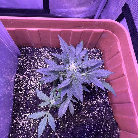 Bobby D’s Zkittlez growlog photo: Growing like a weed!