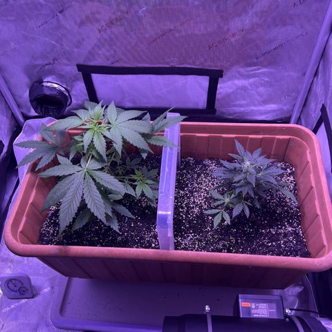 Bobby D’s Zkittlez growlog photo: Growing like a weed!