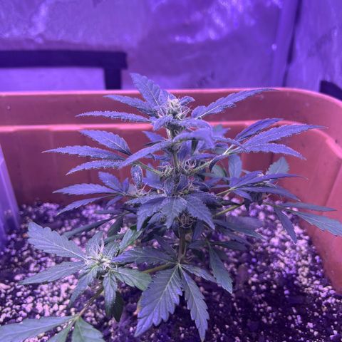 Bobby D’s Zkittlez growlog photo: 🙌🏼🪴