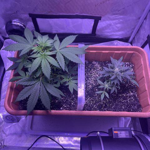 Bobby D’s Zkittlez growlog photo: 🙌🏼🪴