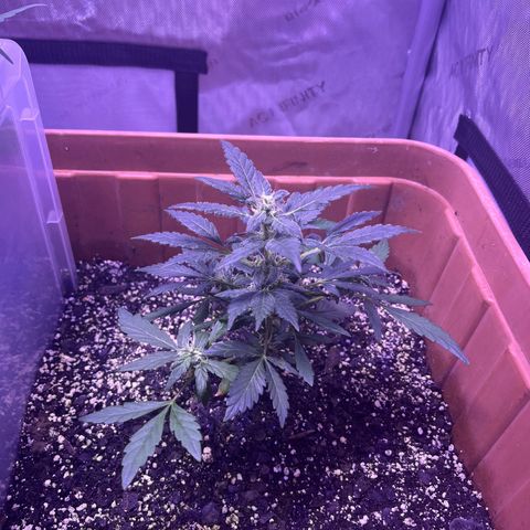 Bobby D’s Zkittlez growlog photo: 🙌🏼🪴