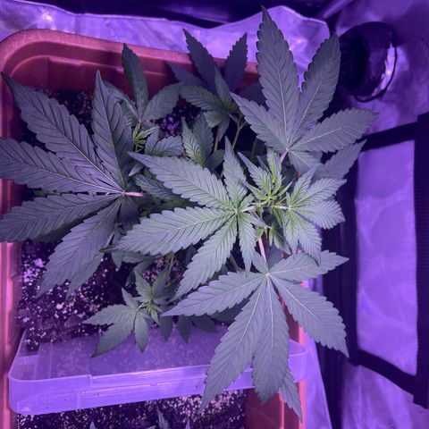 Bobby D’s Zkittlez growlog photo: 🙌🏼🪴