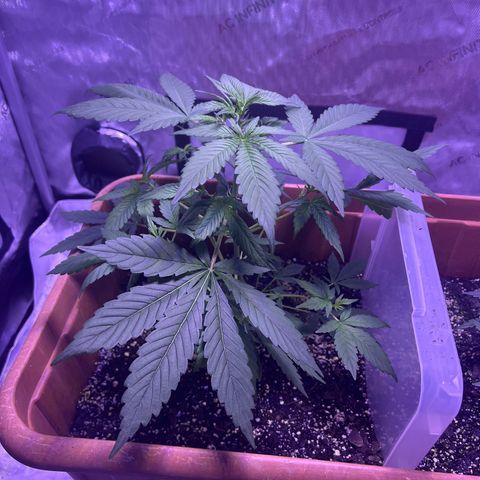 Bobby D’s Zkittlez growlog photo: 🙌🏼🪴