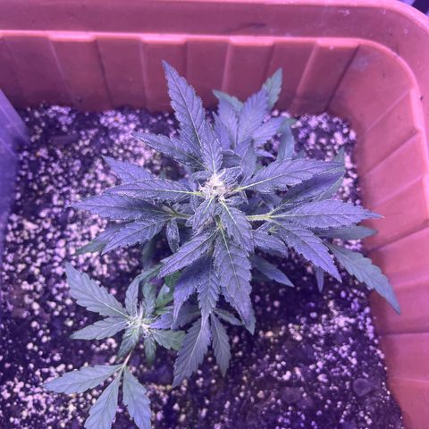 Bobby D’s Zkittlez growlog photo: 🙌🏼🪴