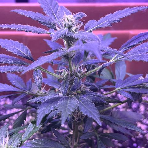 Bobby D’s Zkittlez growlog timeline photo