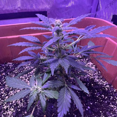 Bobby D’s Zkittlez growlog timeline photo