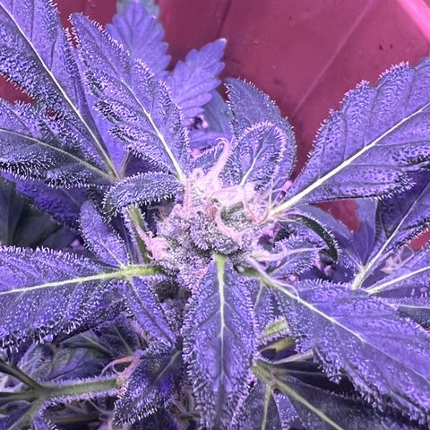 Bobby D’s Zkittlez growlog timeline photo