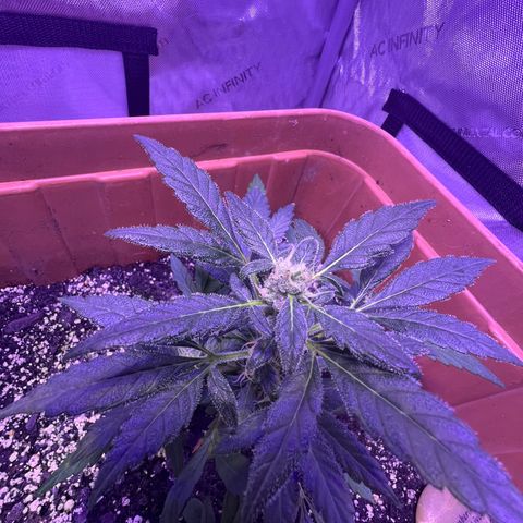 Bobby D’s Zkittlez growlog timeline photo