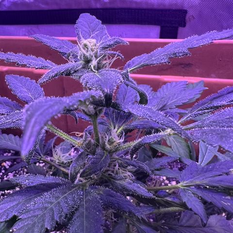 Bobby D’s Zkittlez growlog timeline photo