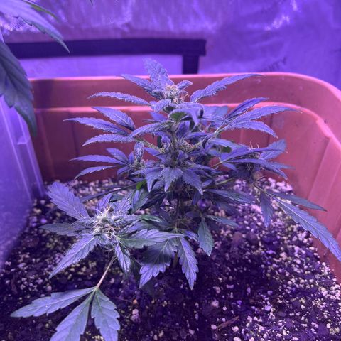 Bobby D’s Zkittlez growlog photo: “Fucking Incredible” growth since the first post 