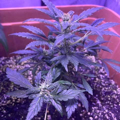 Bobby D’s Zkittlez growlog photo: “Fucking Incredible” growth since the first post 