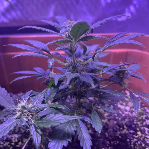 Bobby D’s Zkittlez growlog photo: “Fucking Incredible” growth since the first post 