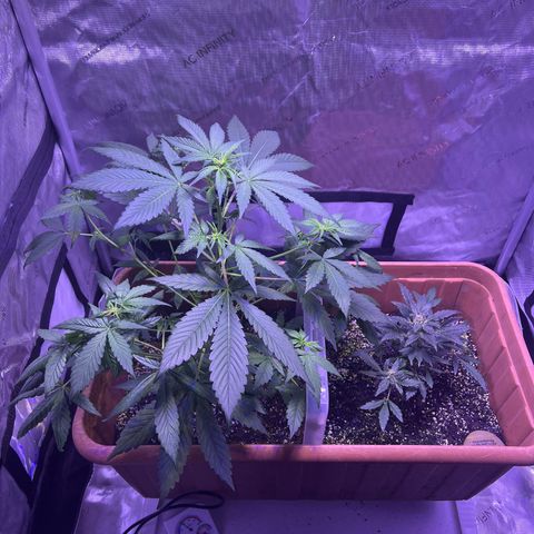 Bobby D’s Zkittlez growlog photo: “Fucking Incredible” growth since the first post 