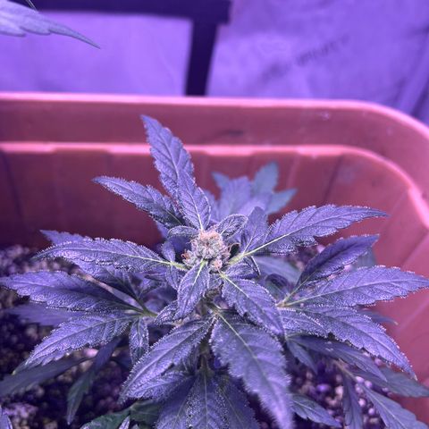 Bobby D’s Zkittlez growlog photo: “Fucking Incredible” growth since the first post 