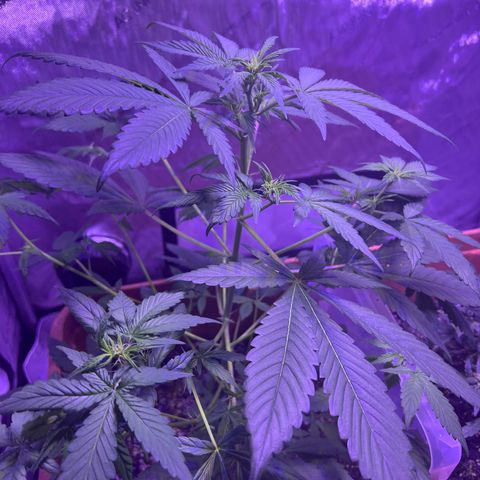 Bobby D’s Zkittlez growlog photo: “Fucking Incredible” growth since the first post 