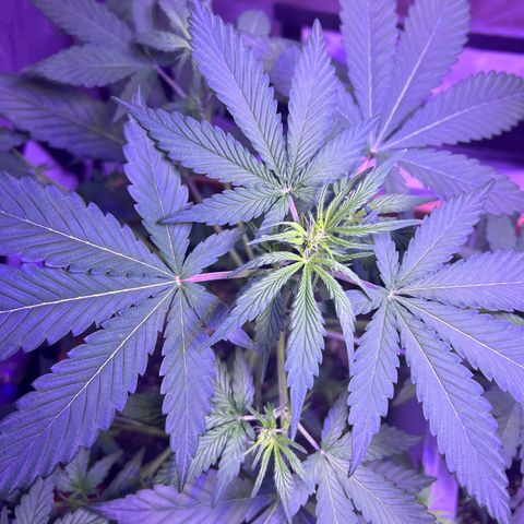 Bobby D’s Zkittlez growlog timeline photo