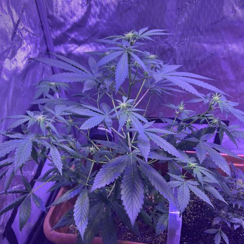 Bobby D’s Zkittlez growlog timeline photo