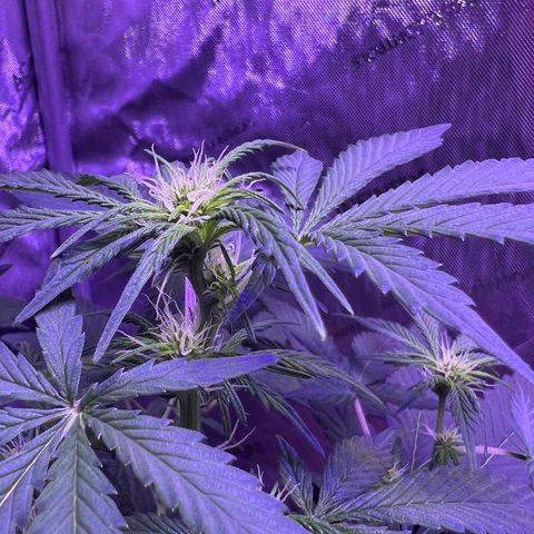 Bobby D’s Zkittlez growlog timeline photo
