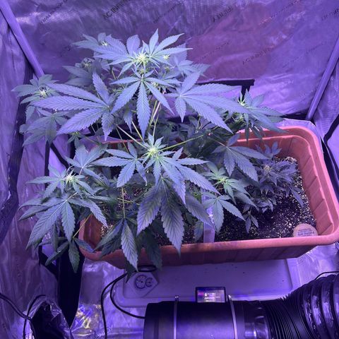 Bobby D’s Zkittlez growlog timeline photo