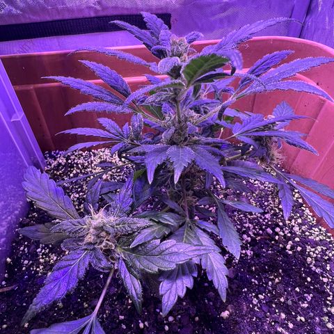 Bobby D’s Zkittlez growlog timeline photo