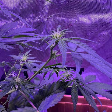 Bobby D’s Zkittlez growlog timeline photo